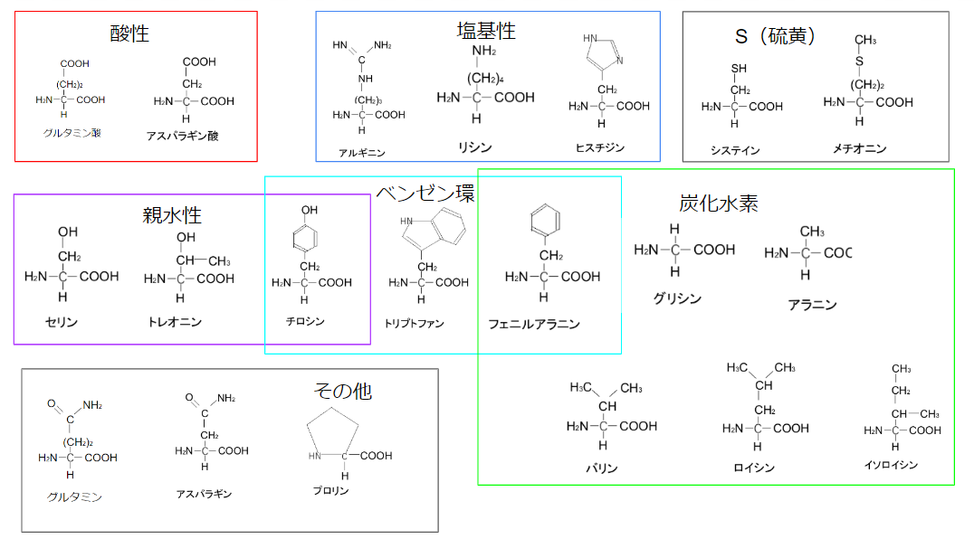 アミノ酸の構造式 Sai Labo（さいらぼ）